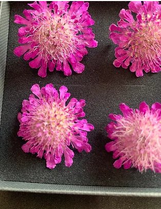 Scabious - 4 Real Dried Flowers, Natural Undyed Flowers