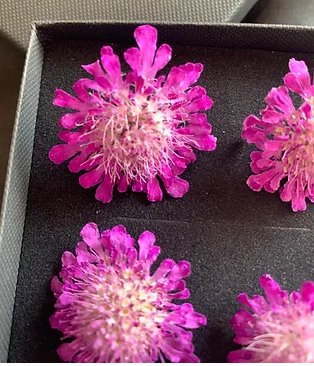 Scabious - 4 Real Dried Flowers, Natural Undyed Flowers