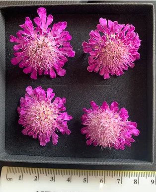 Scabious - 4 Real Dried Flowers, Natural Undyed Flowers