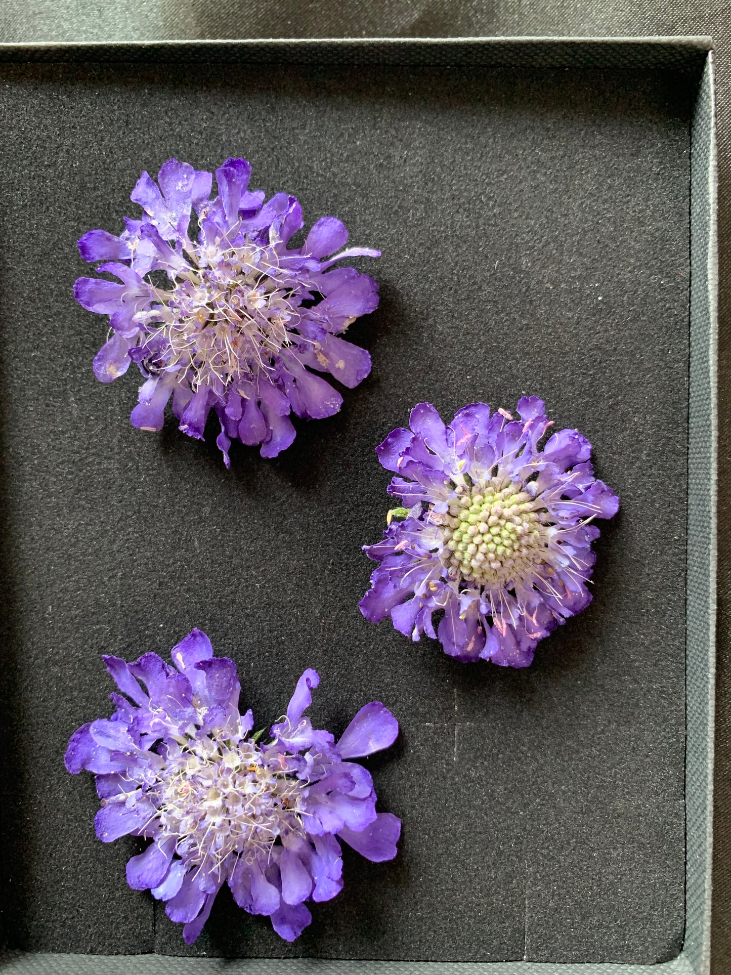 Scabious - 4 Real Dried Flowers, Natural Undyed Flowers