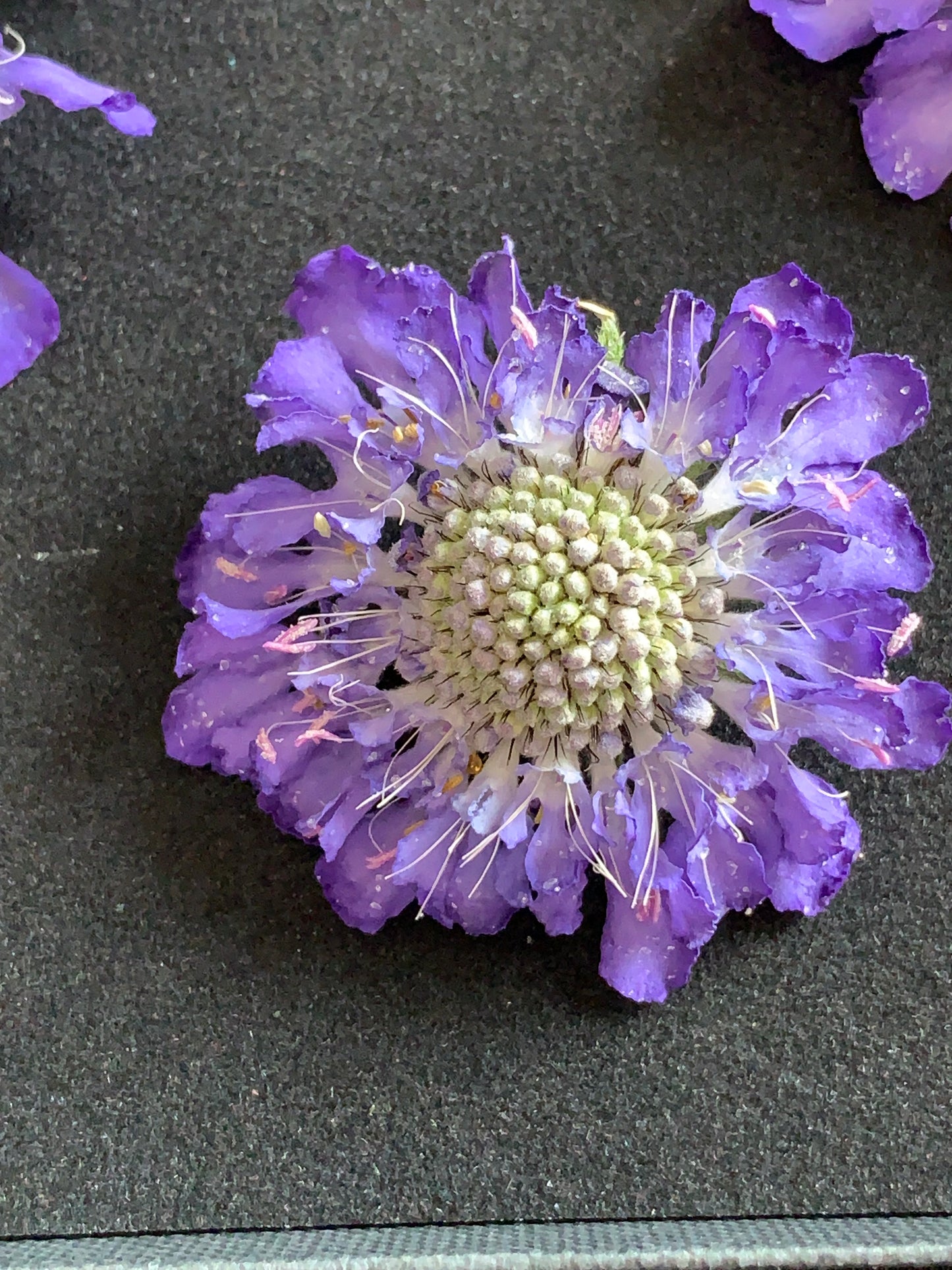 Scabious - 4 Real Dried Flowers, Natural Undyed Flowers
