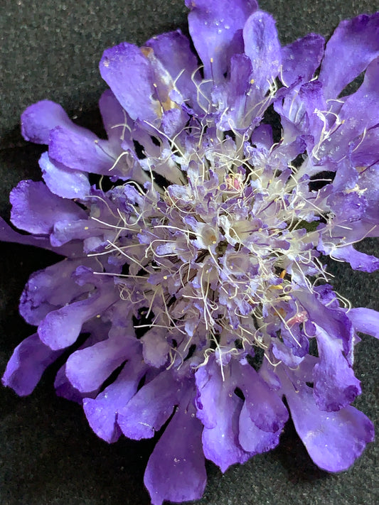 Scabious - 4 Real Dried Flowers, Natural Undyed Flowers