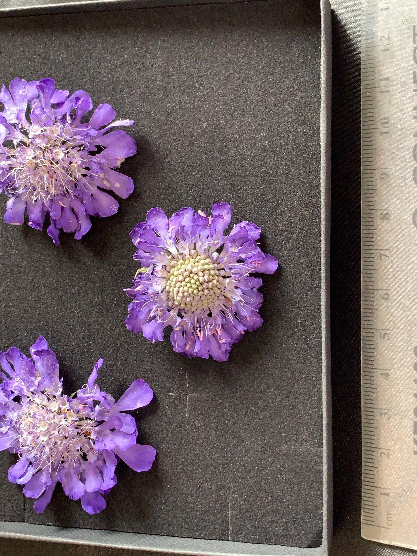 Scabious - 4 Real Dried Flowers, Natural Undyed Flowers
