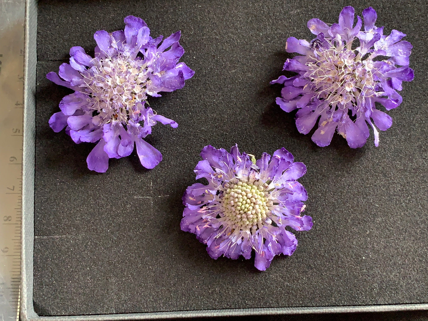 Scabious - 4 Real Dried Flowers, Natural Undyed Flowers
