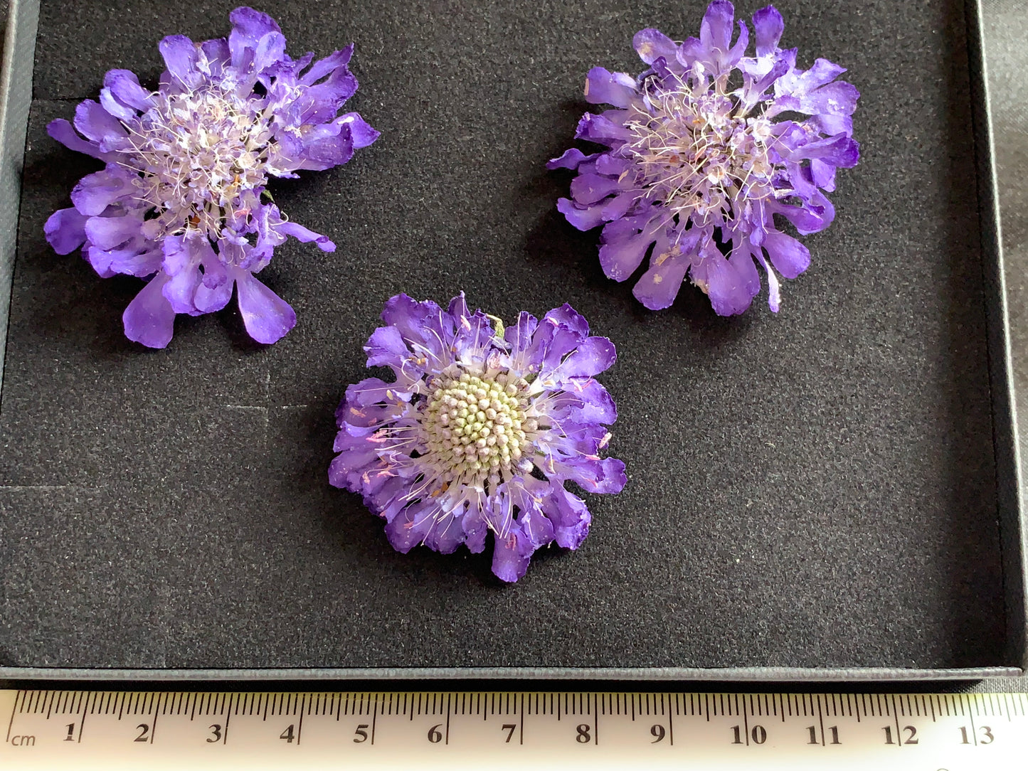 Scabious - 4 Real Dried Flowers, Natural Undyed Flowers