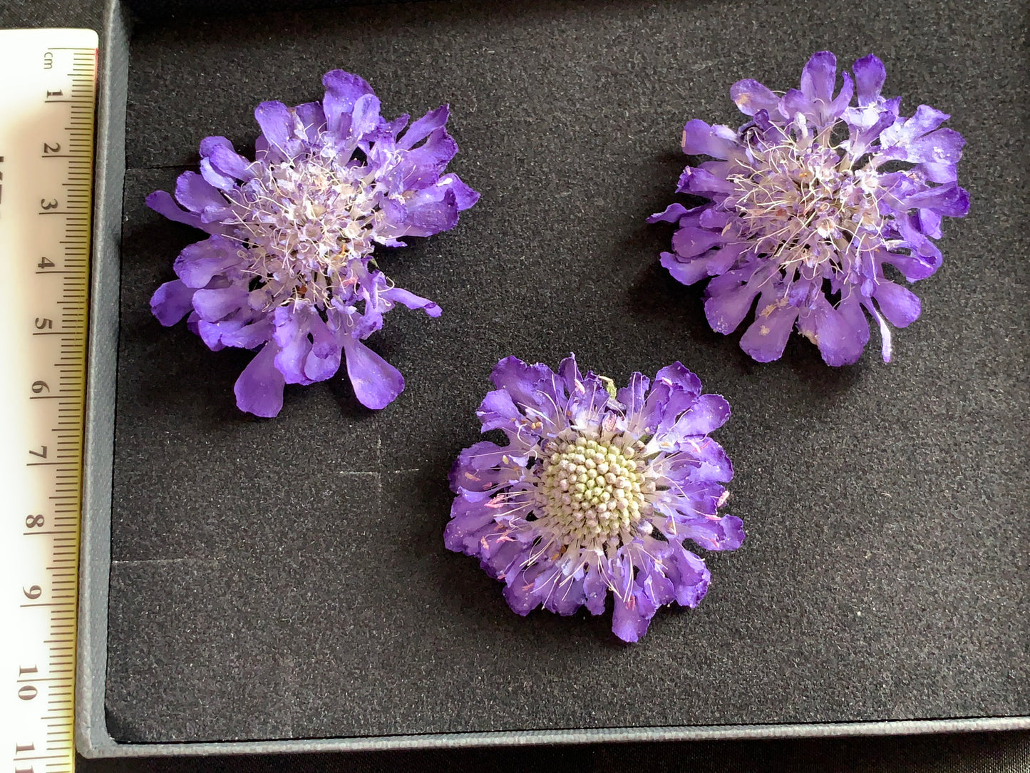 Scabious - 4 Real Dried Flowers, Natural Undyed Flowers