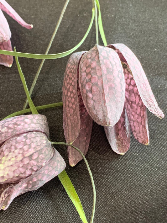 Snakes Head Fritillary - 4 or 6 Real Dried Snakes Head Fritillary Flowers