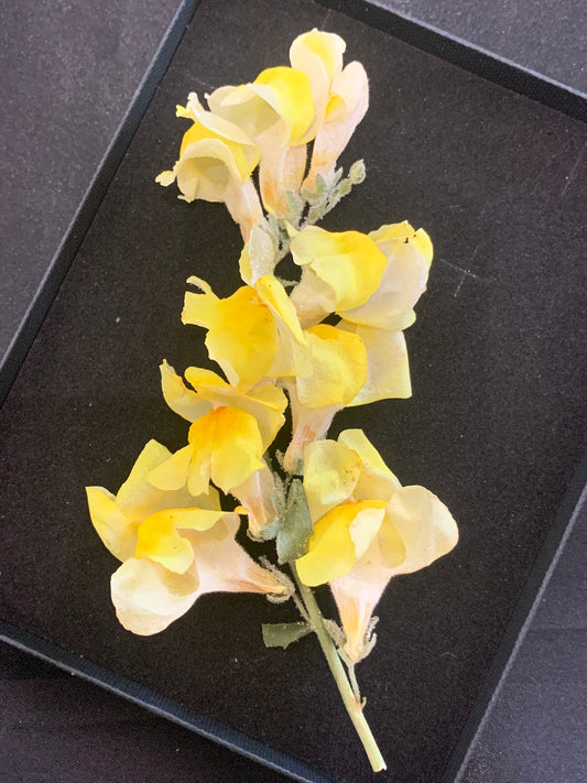 Snapdragon flower head - 2 Yellow stems Real Dried Flowers