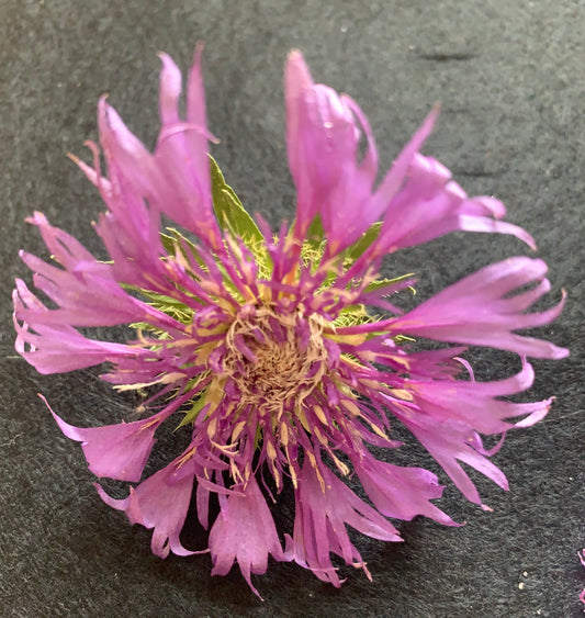 Dried Blue Flower Dried Stokesia
