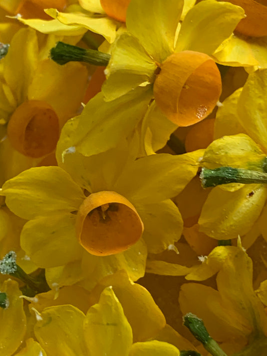 Real dried daffodils - tiny flowers