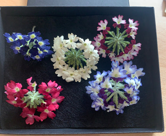 Box of dried Verbena flower heads