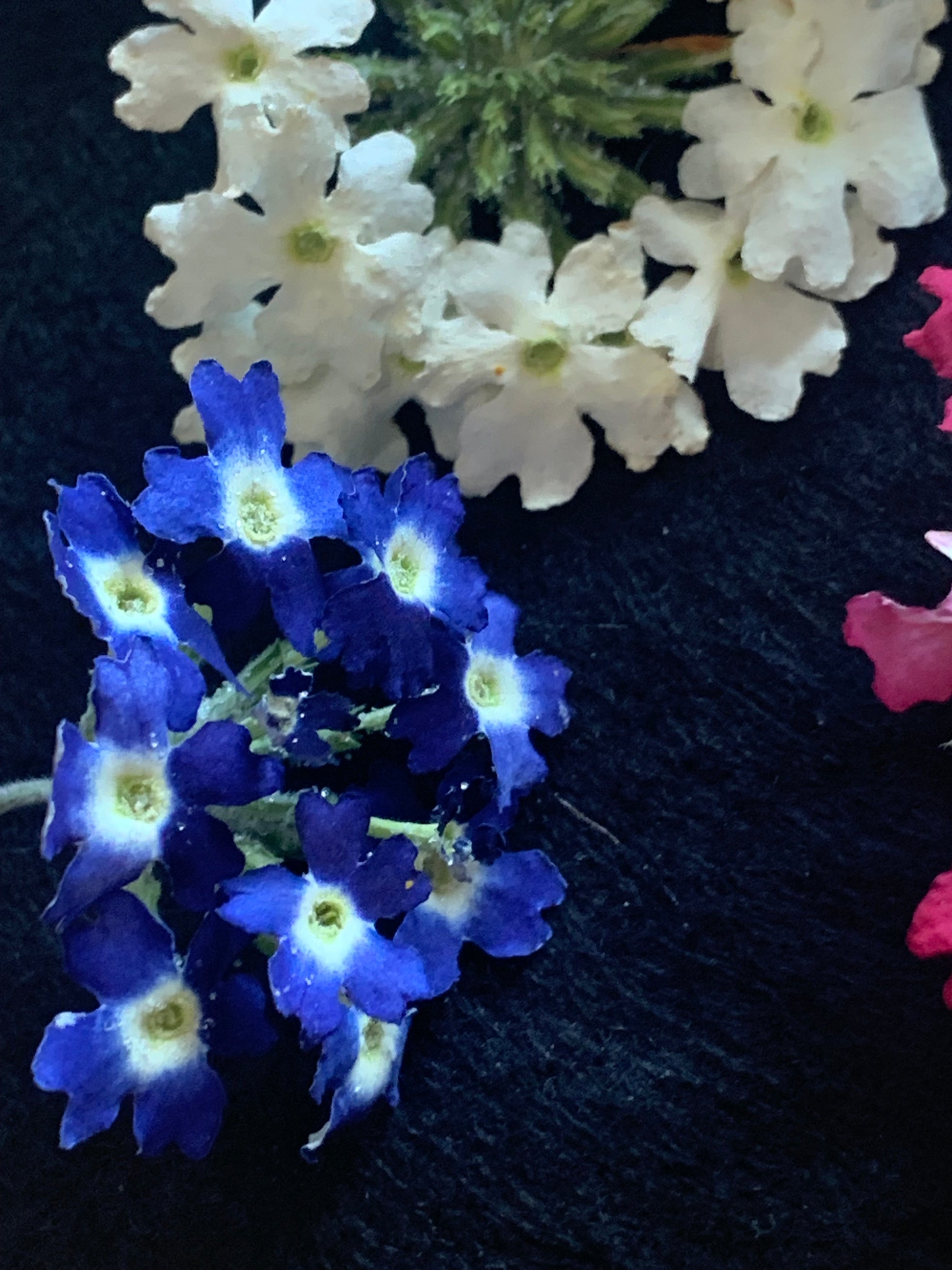 Blue and White dried verbena flower heads