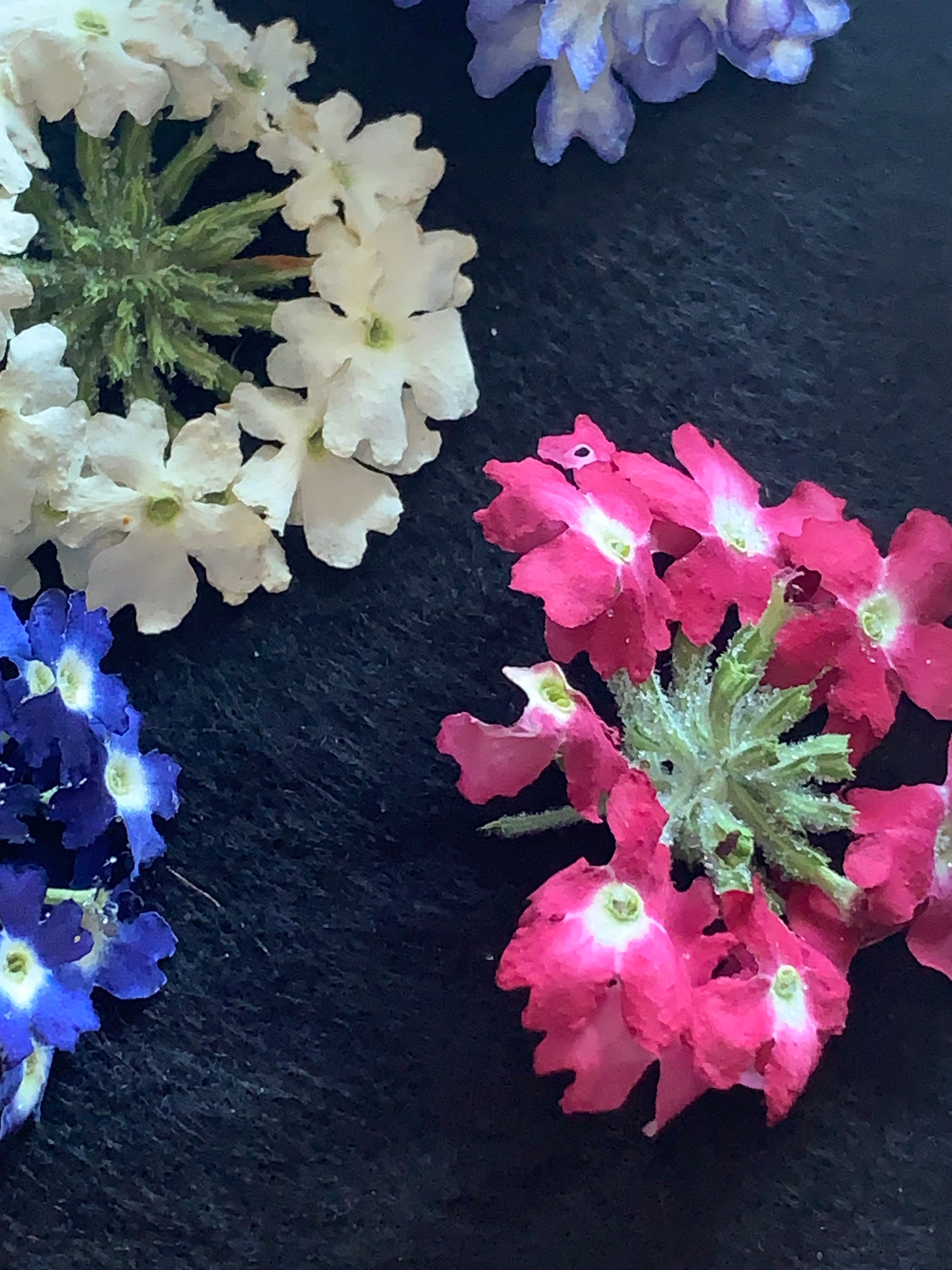 Dark pink dried verbena flower head