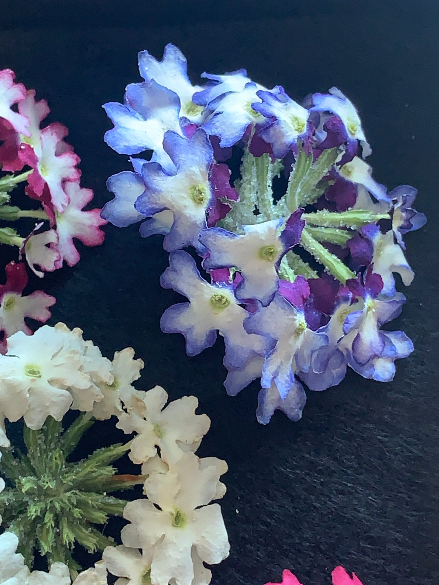 Verbena - 5 Real Dried Flower Heads