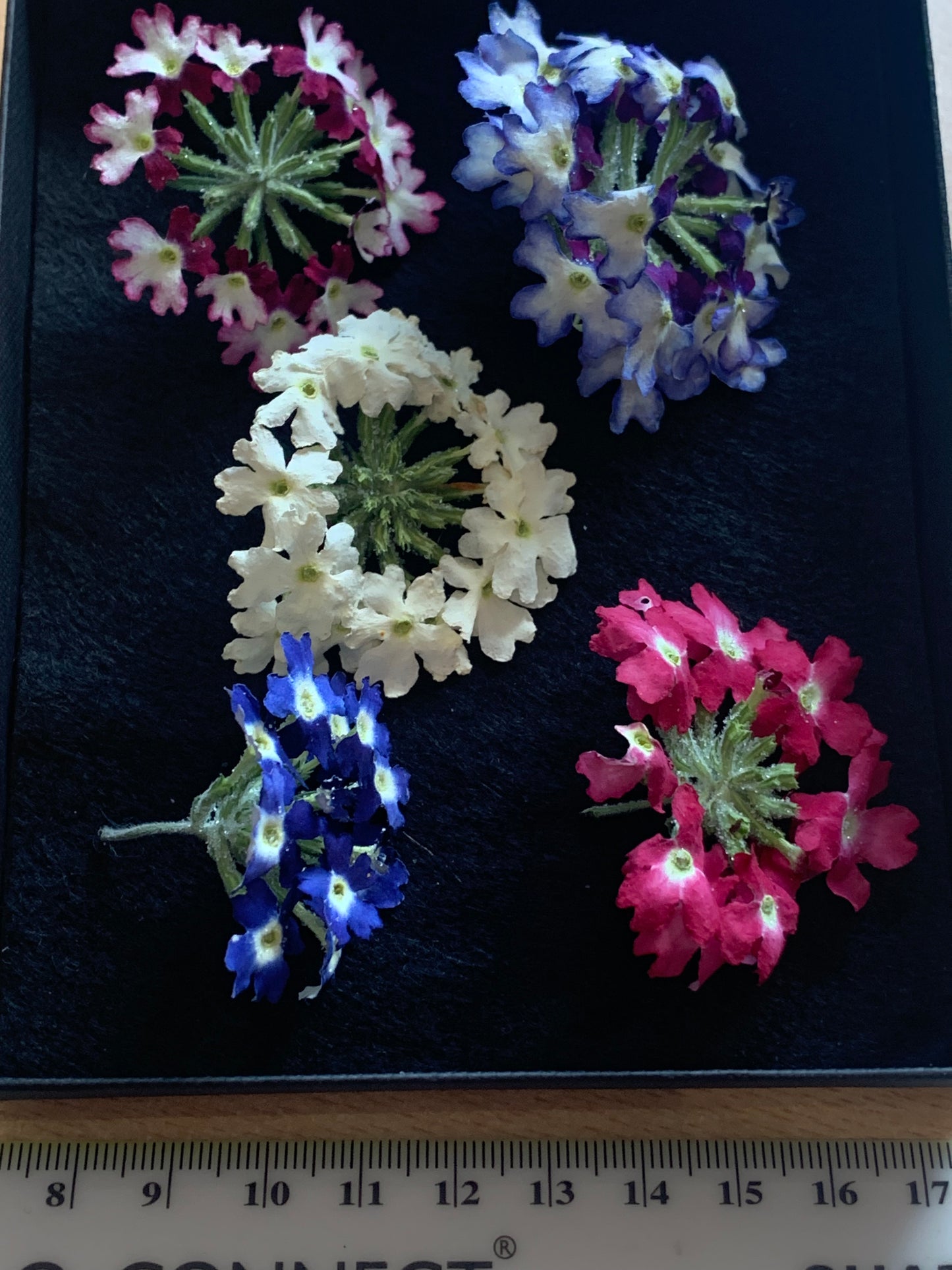 Verbena - 5 Real Dried Flower Heads