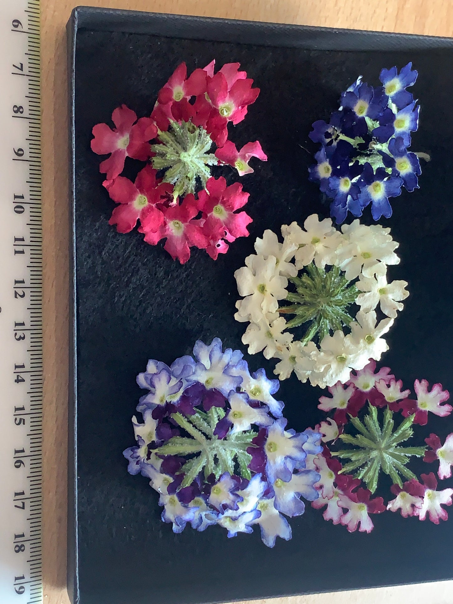 Verbena - 5 Real Dried Flower Heads