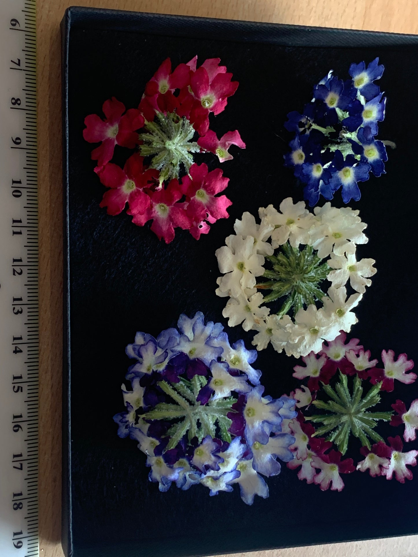 Verbena - 5 Real Dried Flower Heads