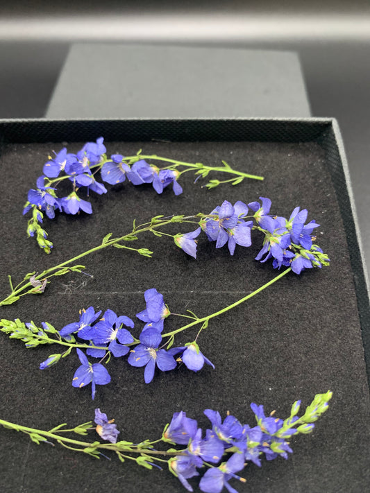 Dried Veronica, Dried Speedwell