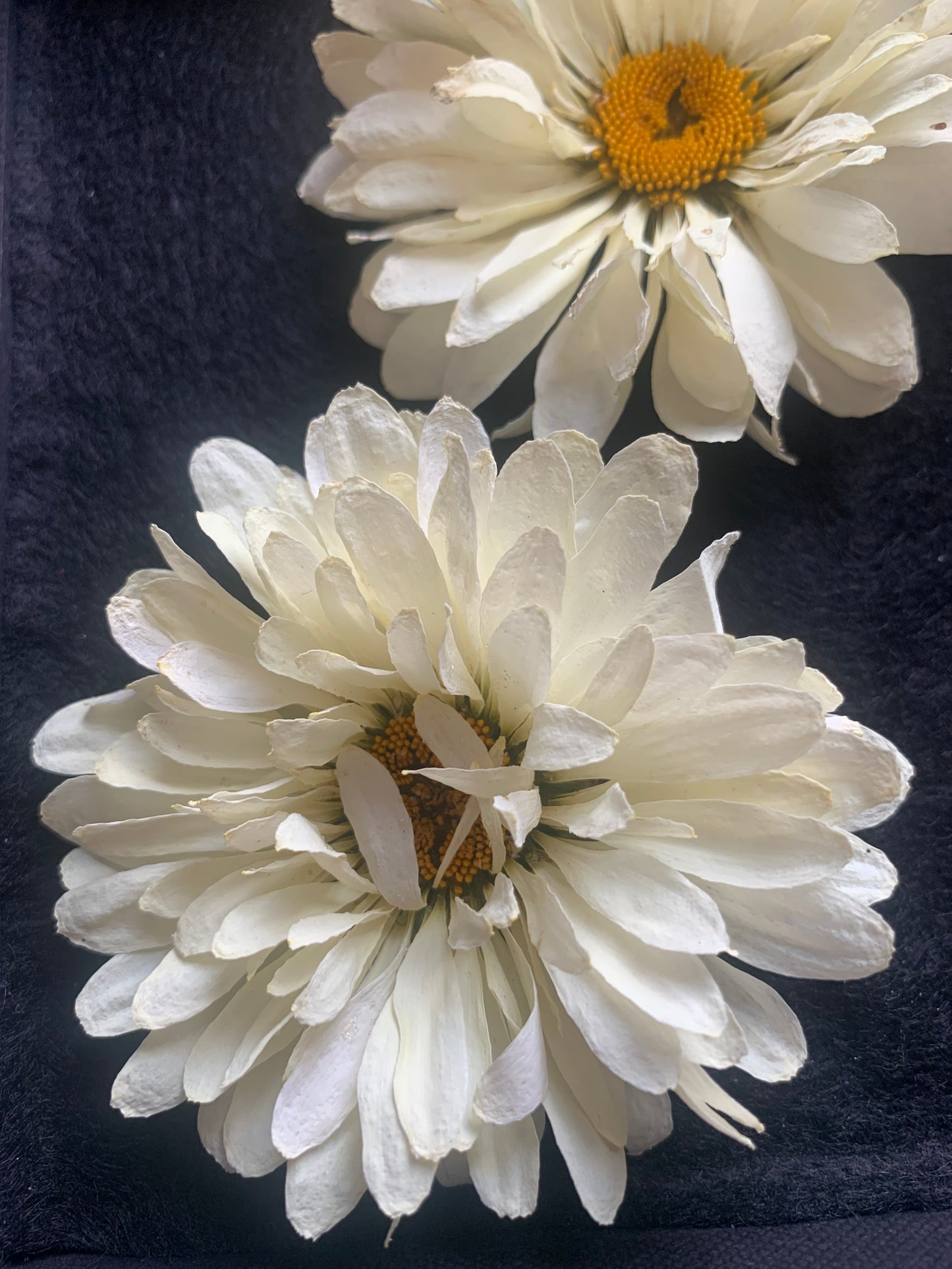 Daisy - 2 Real Dried Cream Flowers