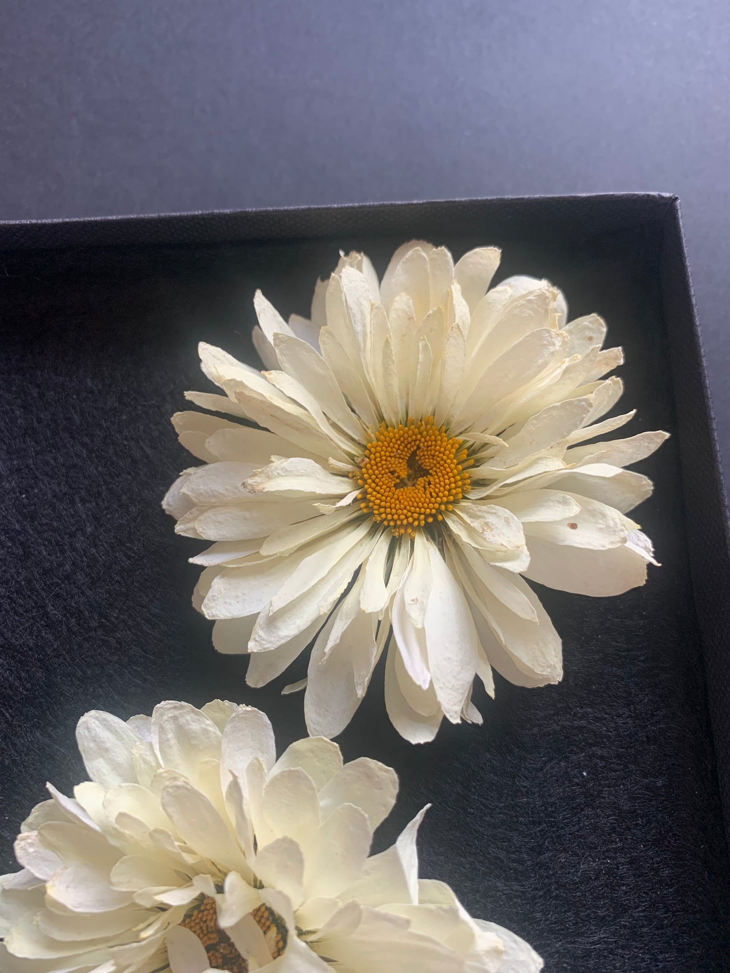 Daisy - 2 Real Dried Cream Flowers