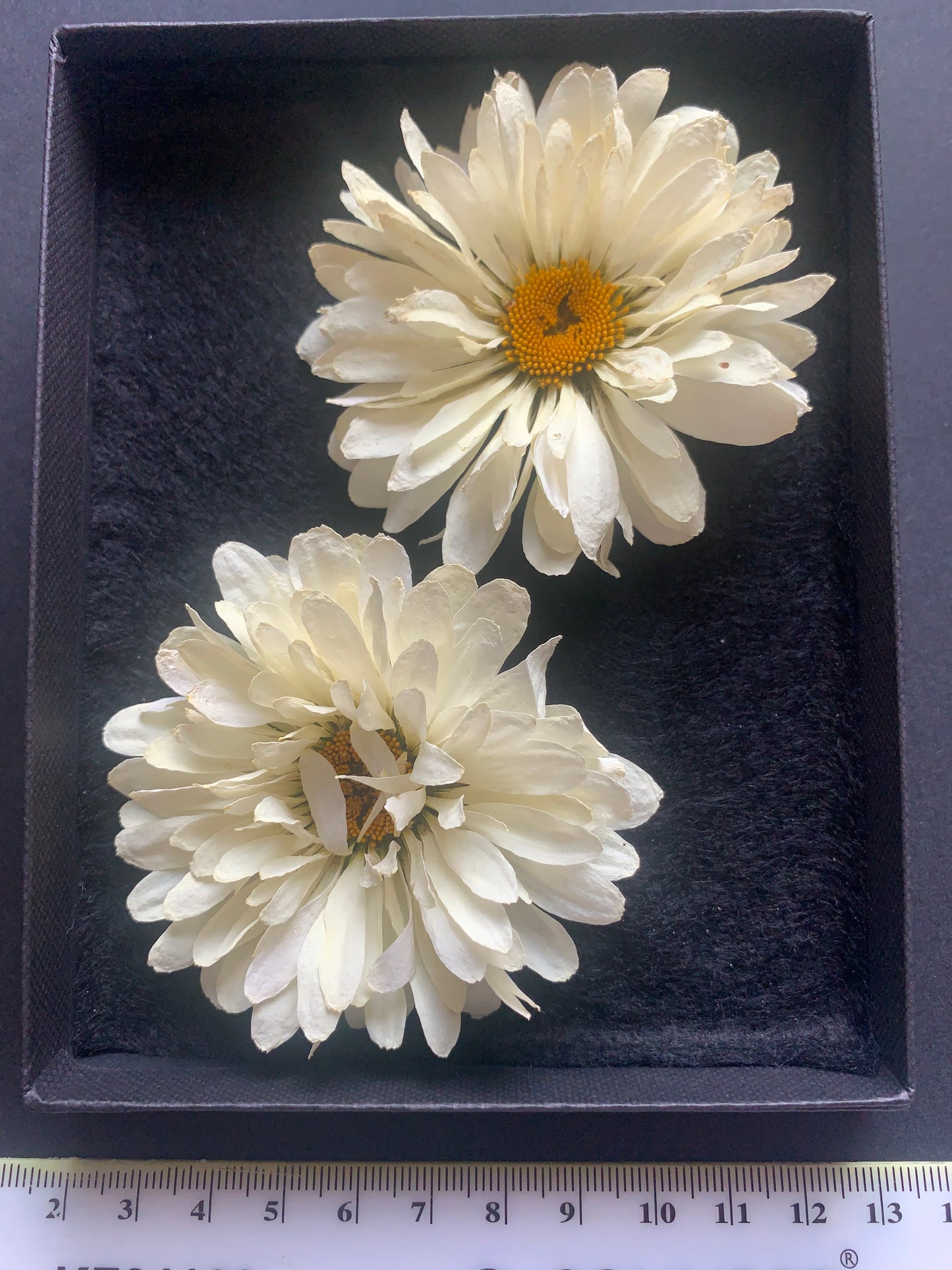 Daisy - 2 Real Dried Cream Flowers