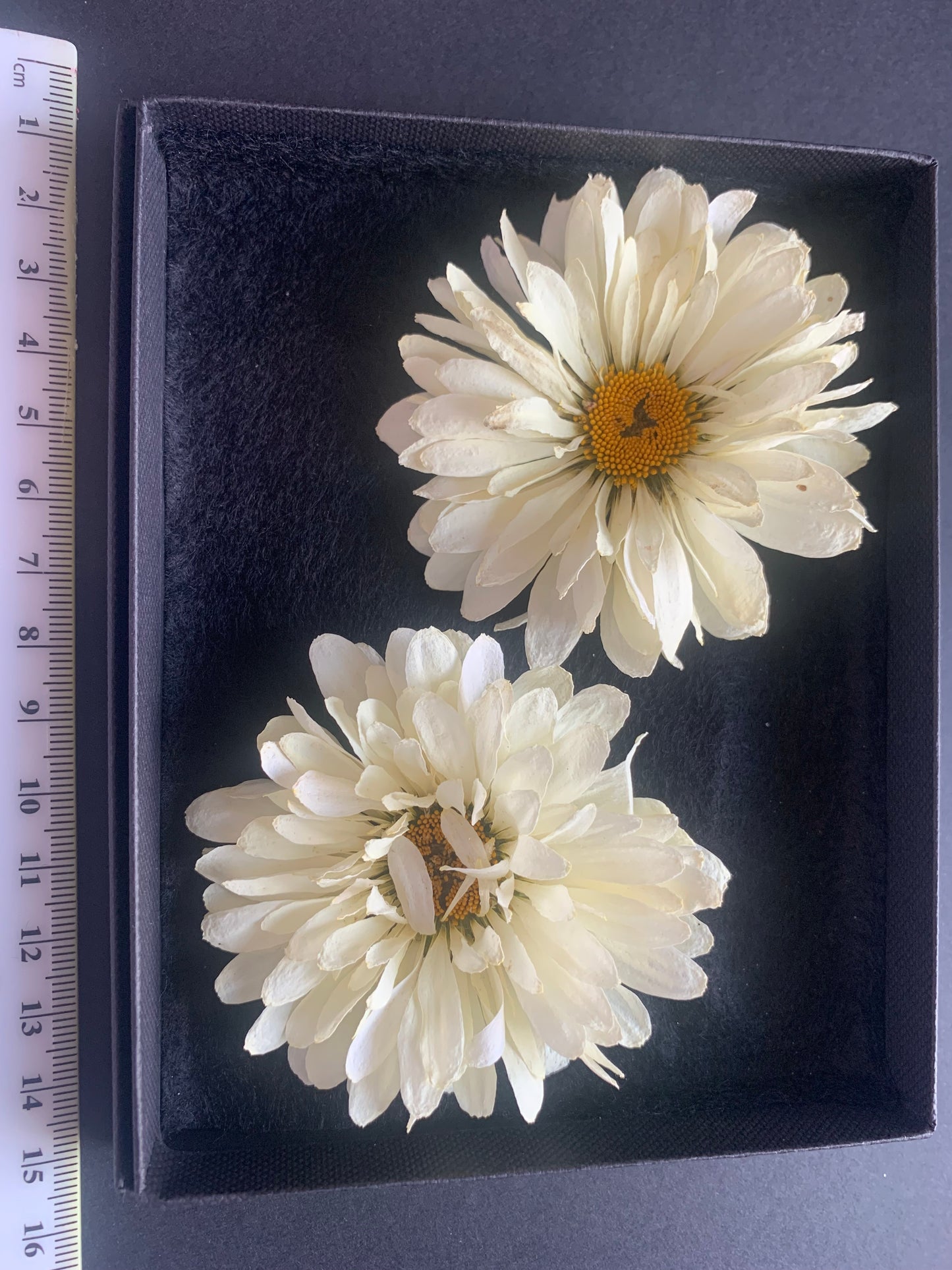 Daisy - 2 Real Dried Cream Flowers