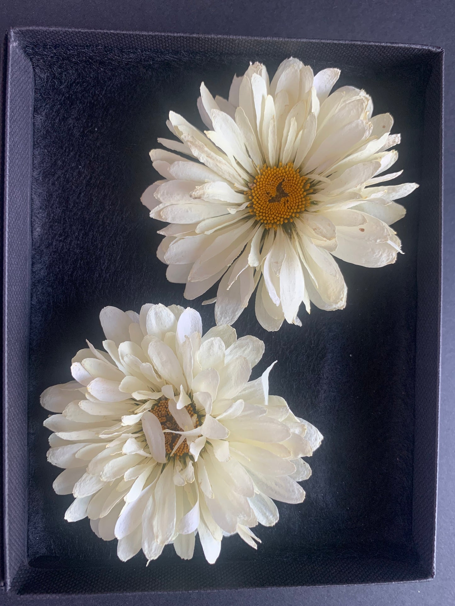 Daisy - 2 Real Dried Cream Flowers