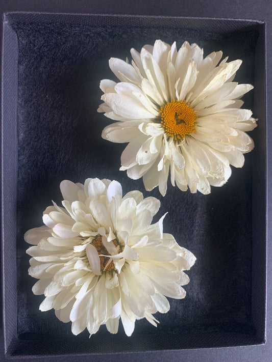 Daisy - 2 Real Dried Cream Flowers