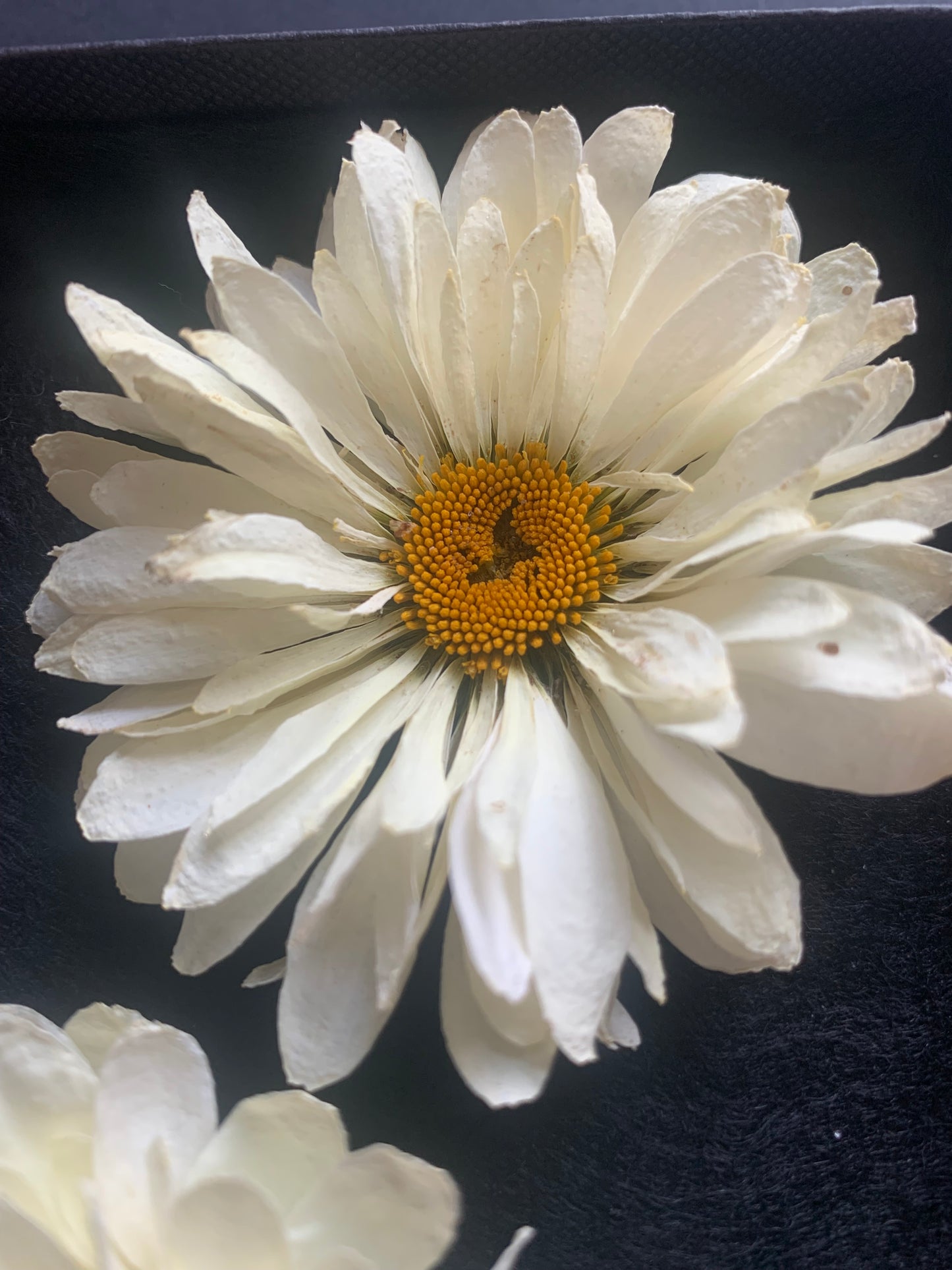 Daisy - 2 Real Dried Cream Flowers