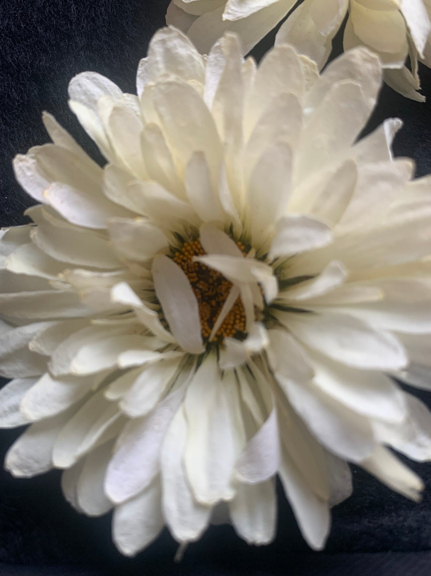 Daisy - 2 Real Dried Cream Flowers