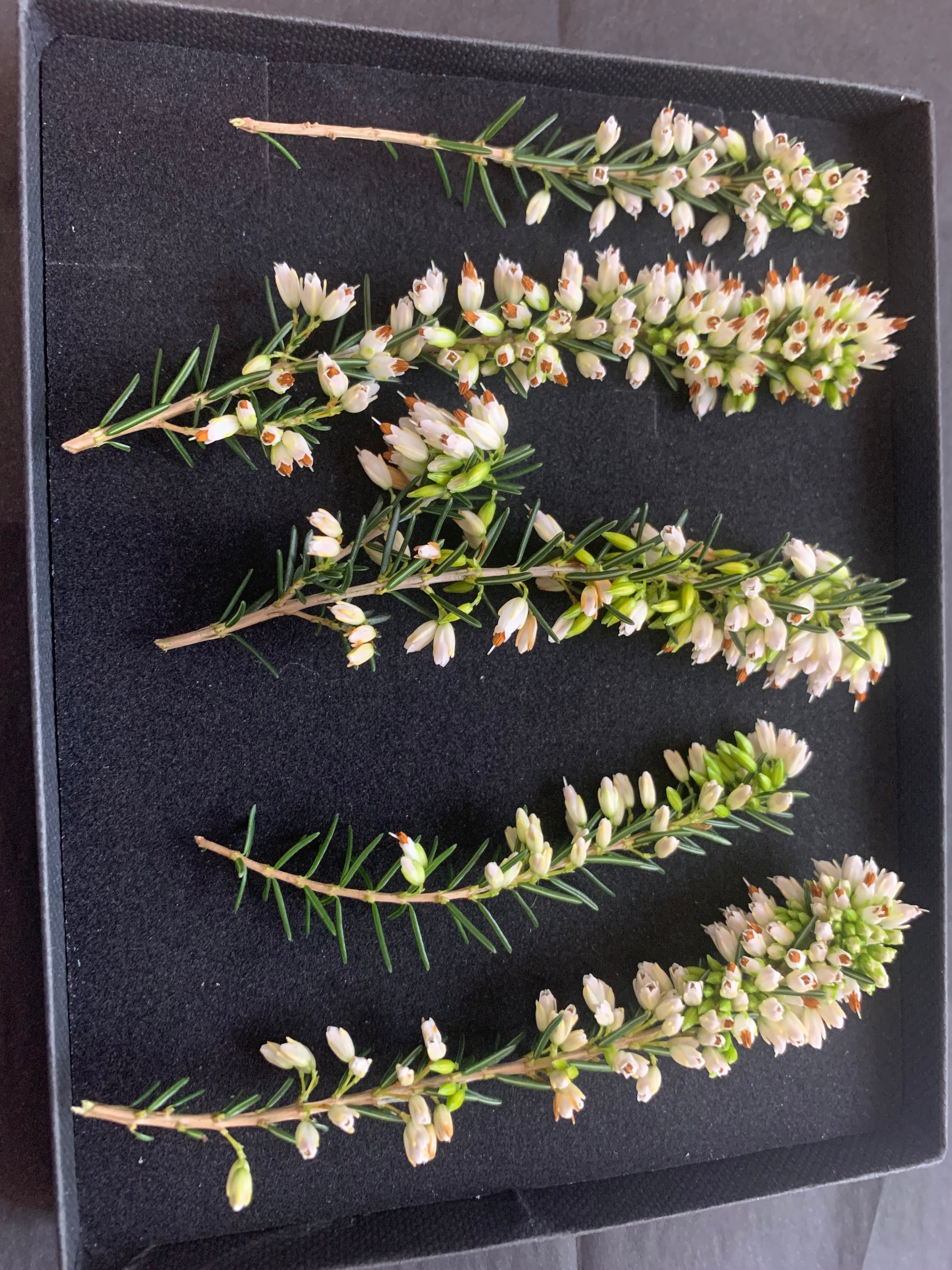 5 sprigs of dried heather