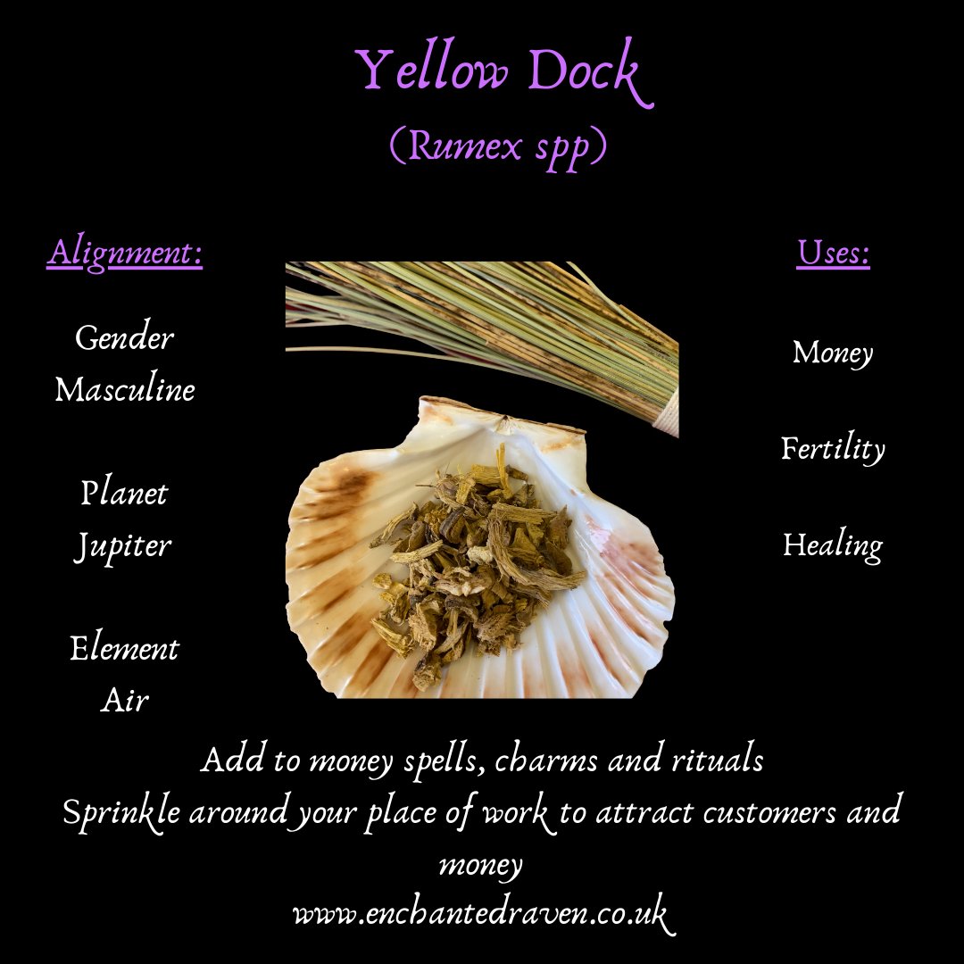 Yellow Dock