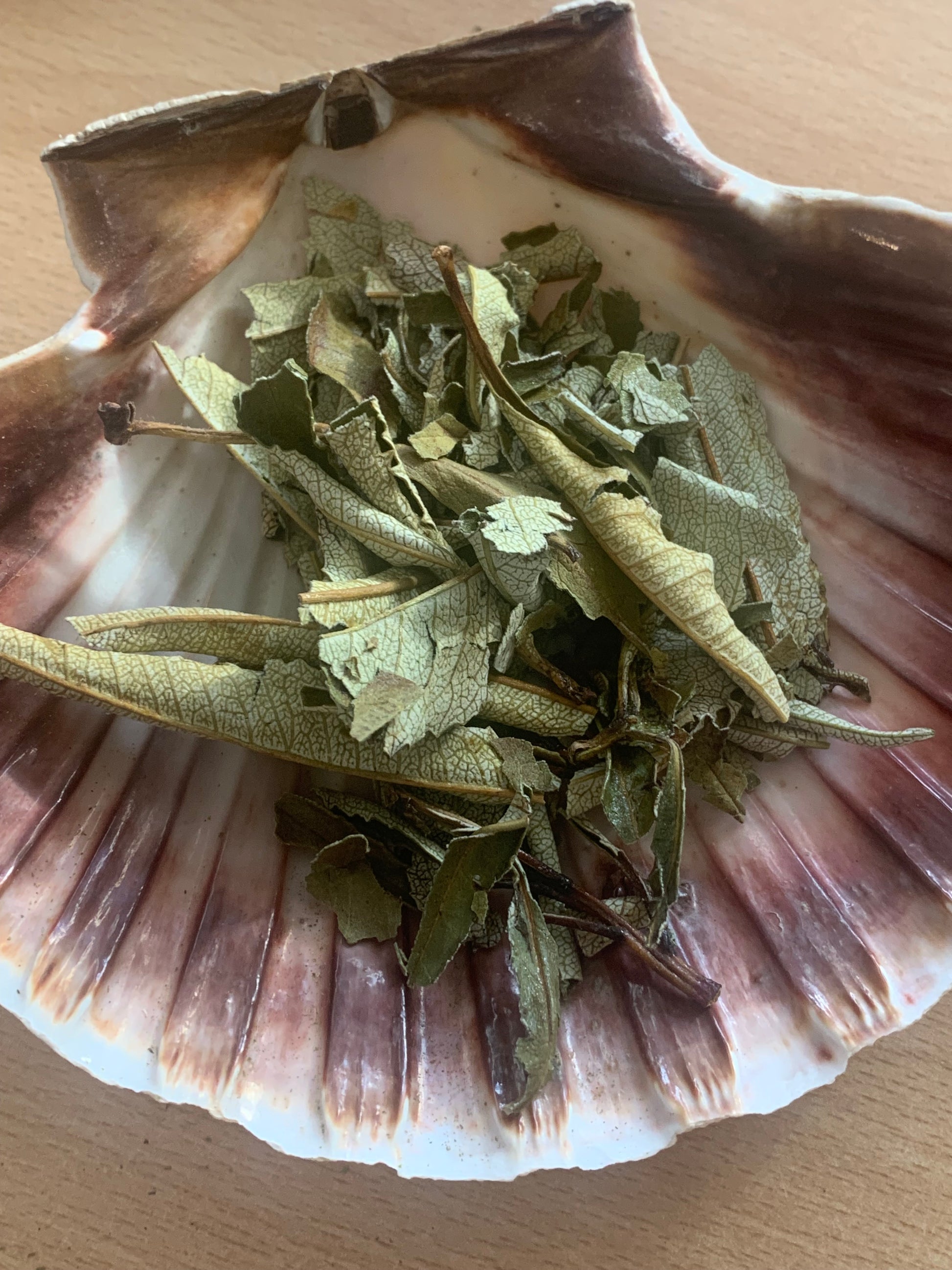 Sea Shell with dried yerba santa leaves in it