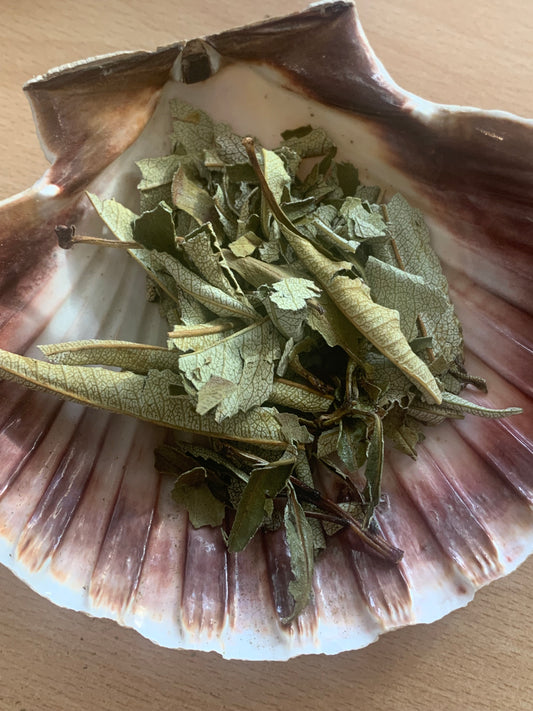 Sea Shell with dried yerba santa leaves in it