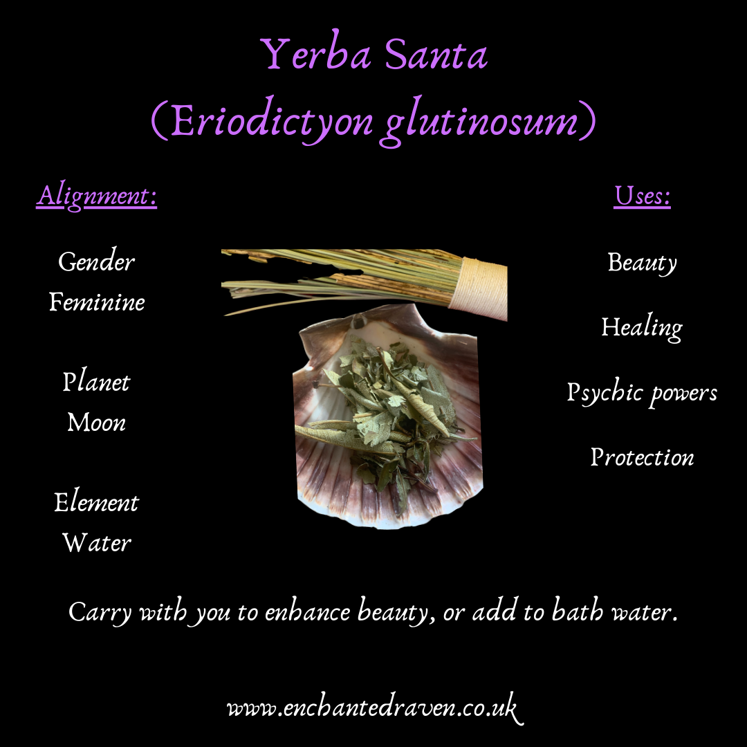 Dried Yerba Santa for burning