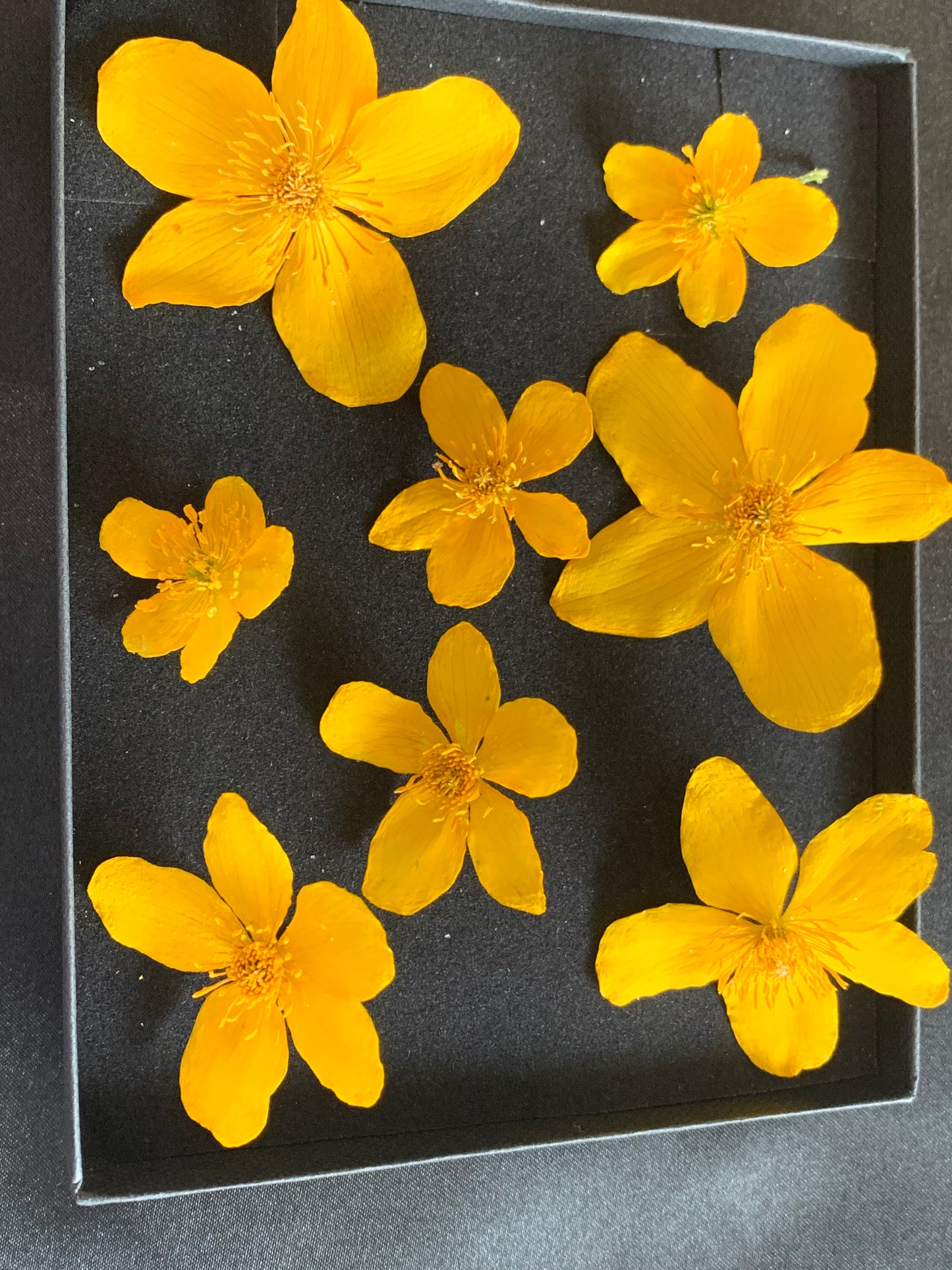 Caltha - 8 Real Dried Flowers