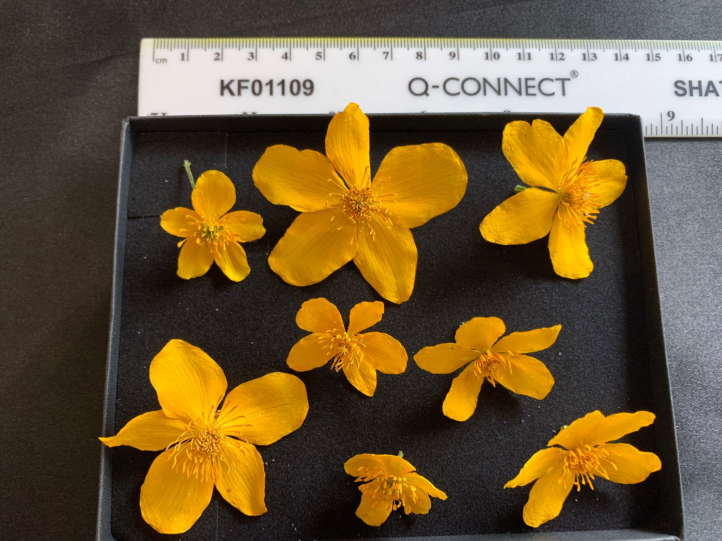 Caltha - 8 Real Dried Flowers