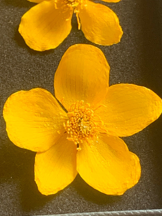 Caltha - 8 Real Dried Flowers