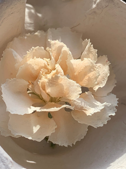 Carnations (Spray) - 6 Real Dried Flowers