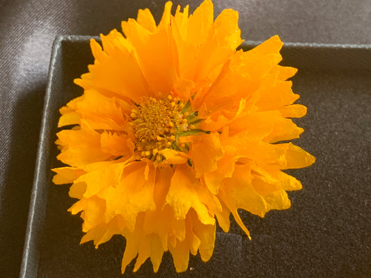 Coreopsis - 5 Real Dried Flowers