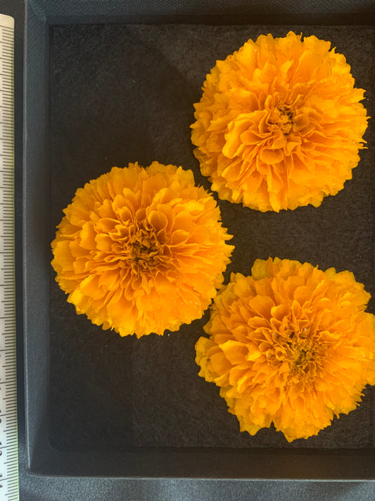 Coreopsis - 3 Real Dried Flowers, Natural Undyed Flowers
