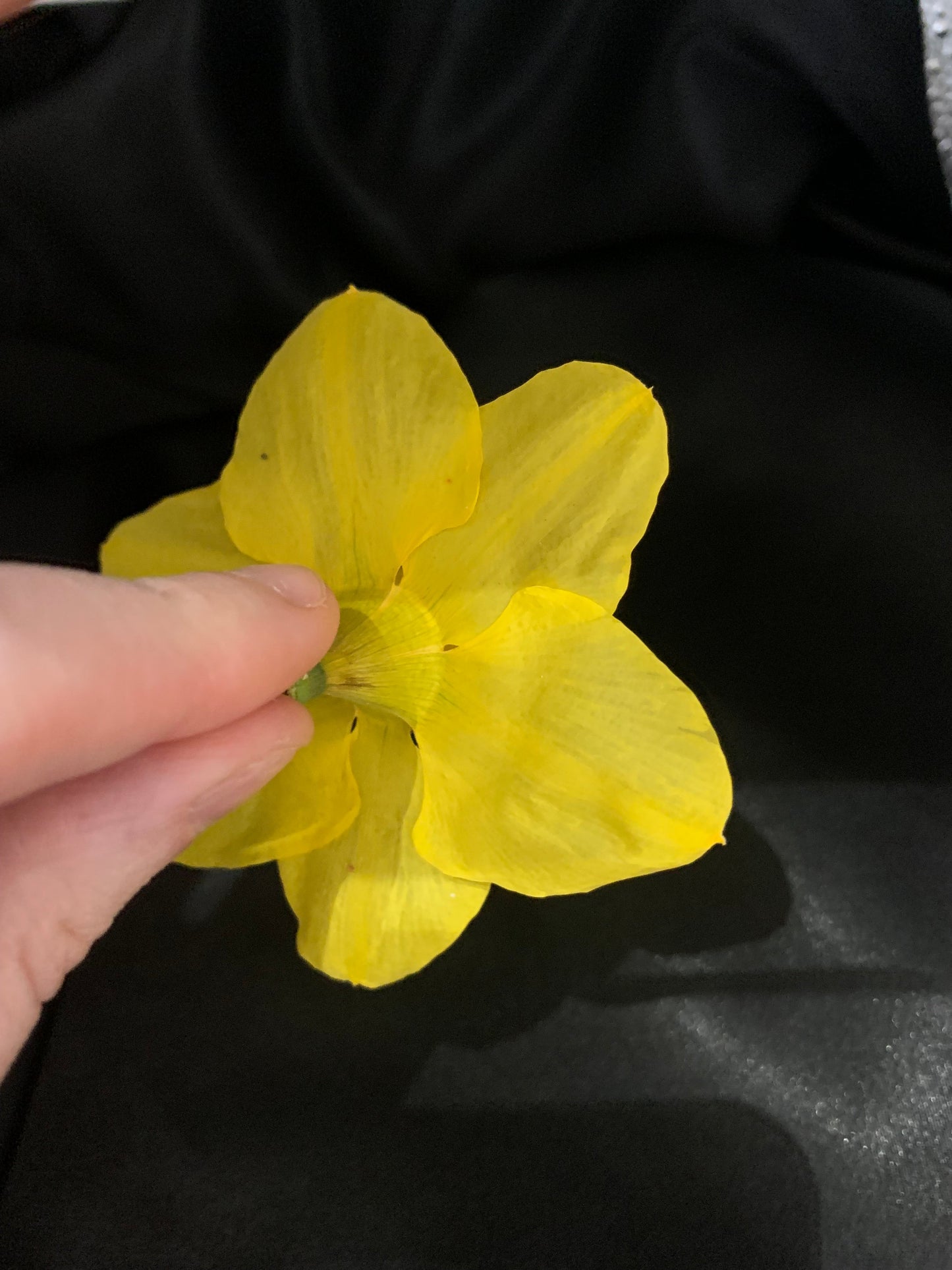 Dried Daffodils - Enchanted Ravens - -