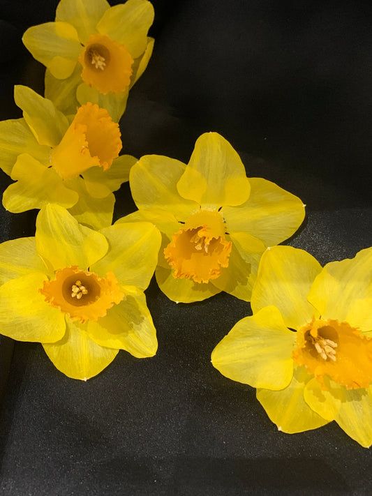 Real Dried Daffodils