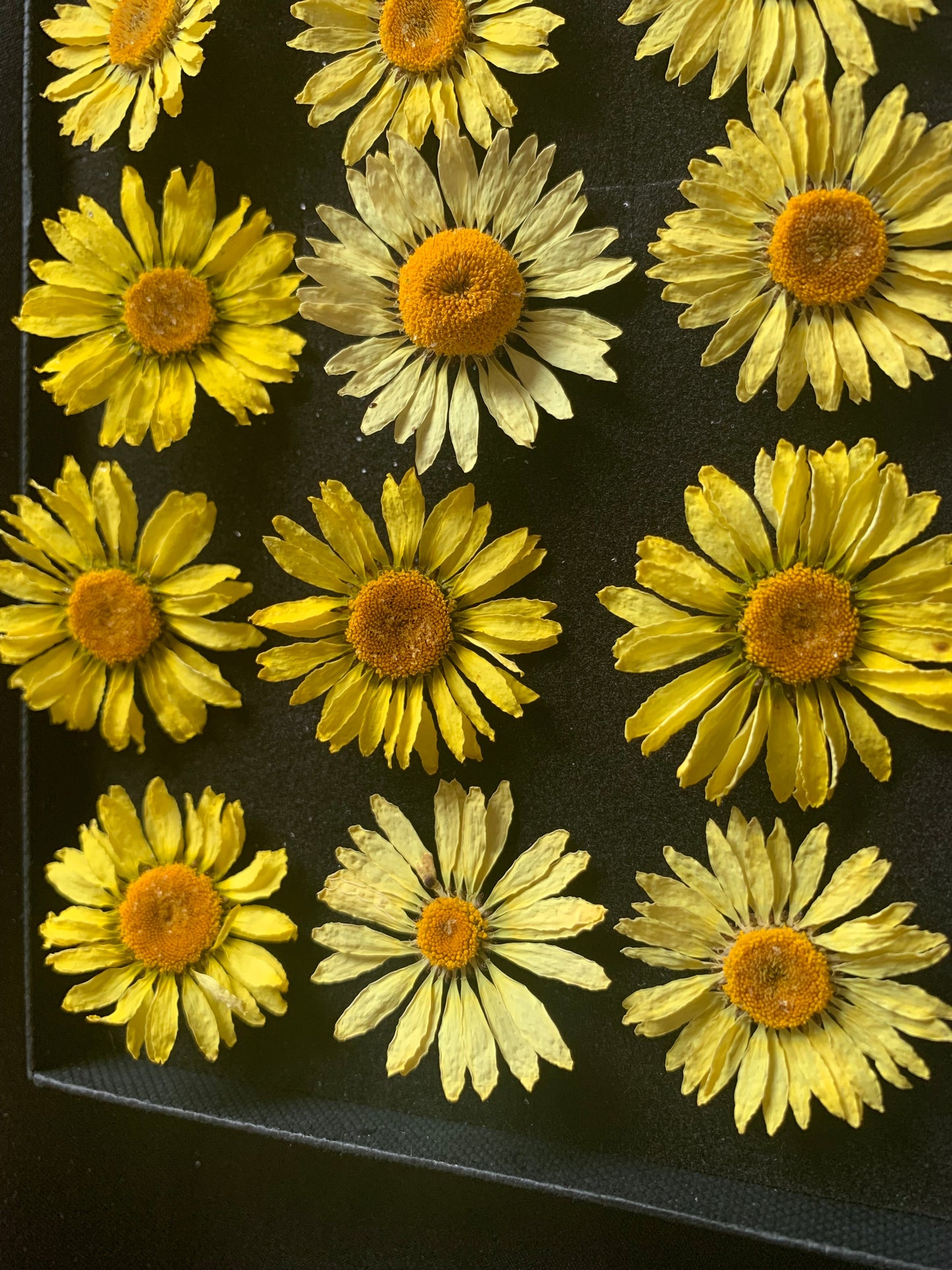 EC Buxton Daisy - Real Dried Flower - Enchanted Ravens - -