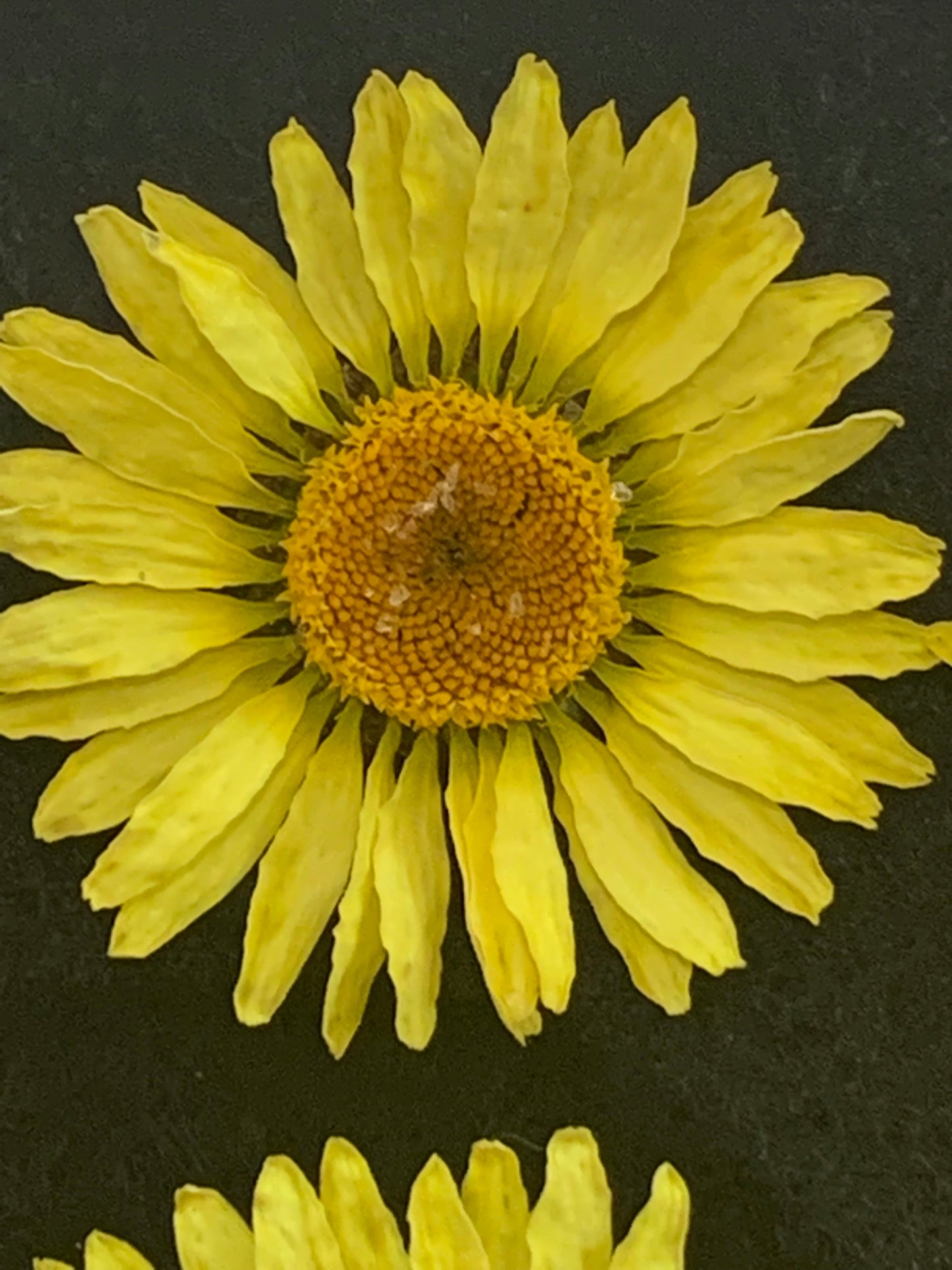 EC Buxton Daisy - Real Dried Flower - Enchanted Ravens - -