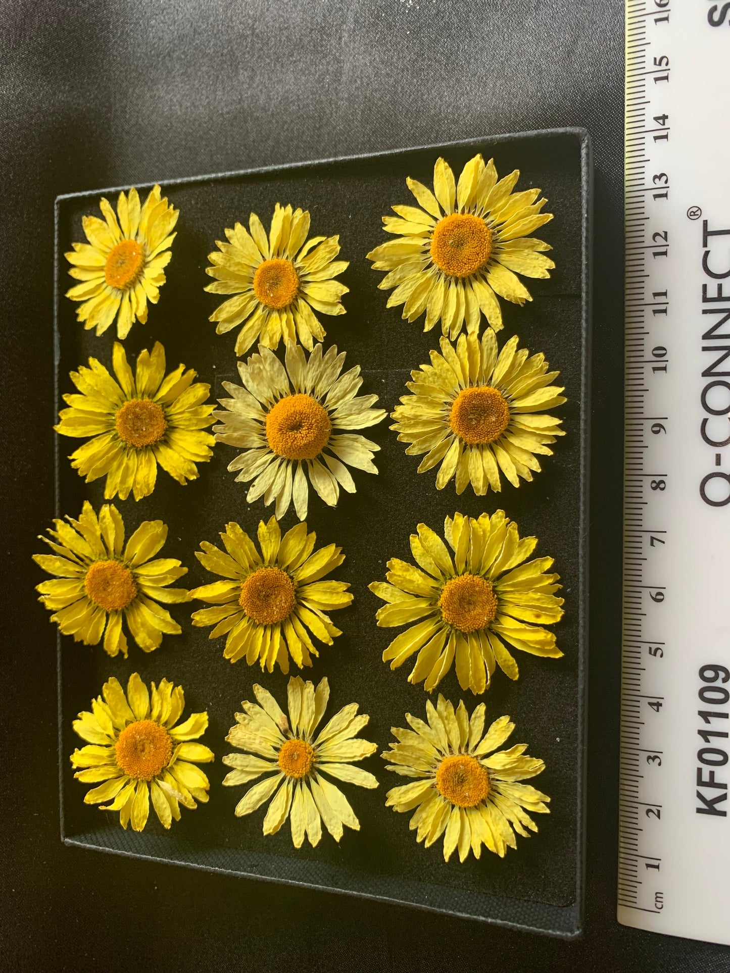 EC Buxton Daisy - Real Dried Flower - Enchanted Ravens - -
