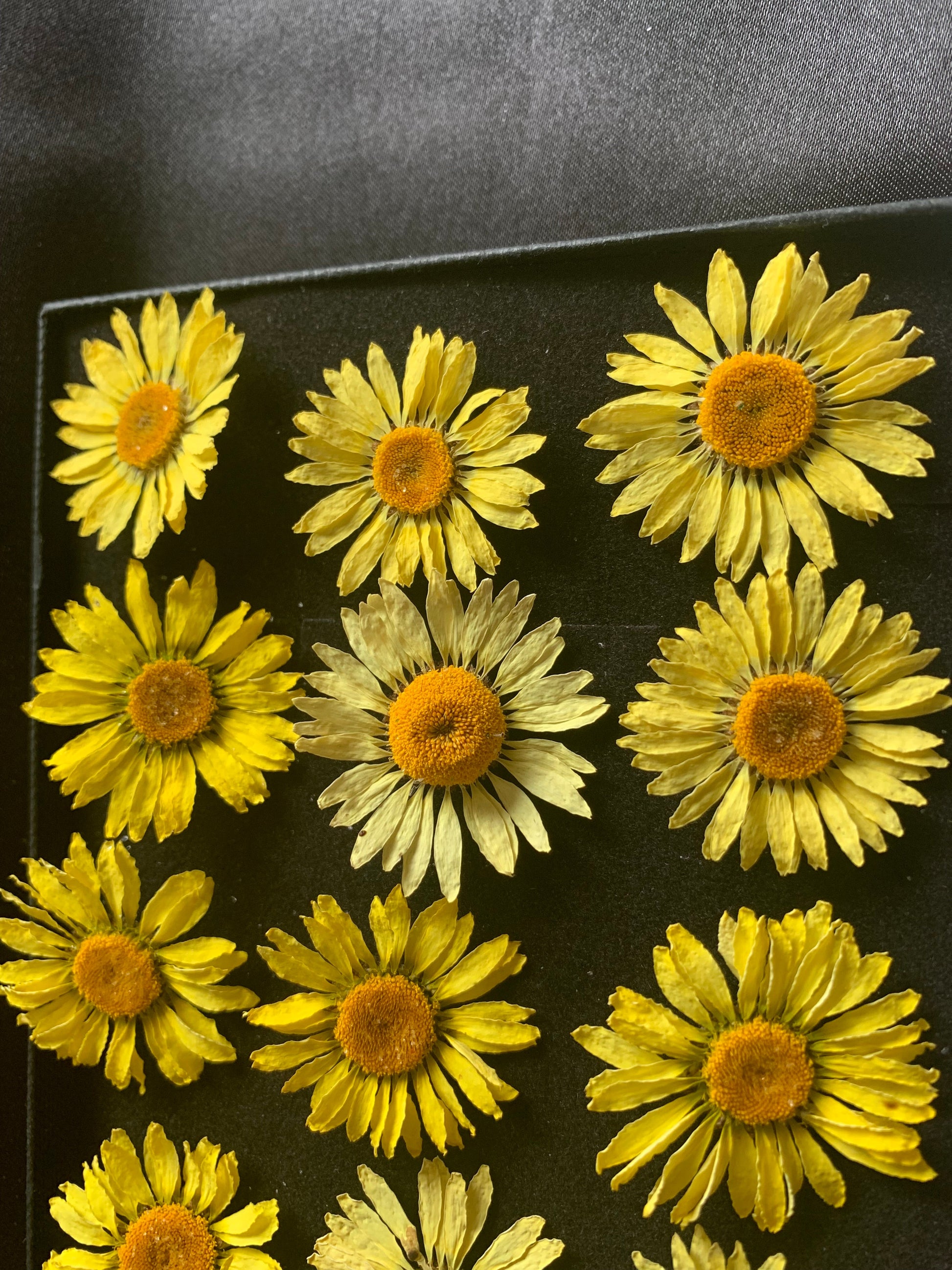 EC Buxton Daisy - Real Dried Flower - Enchanted Ravens - -