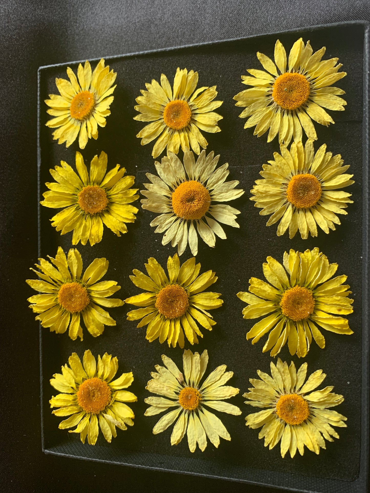 EC Buxton Daisy - Real Dried Flower - Enchanted Ravens - -