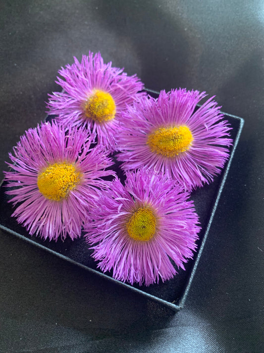 Erigeron - Real Dried Flowers - Enchanted Ravens - -