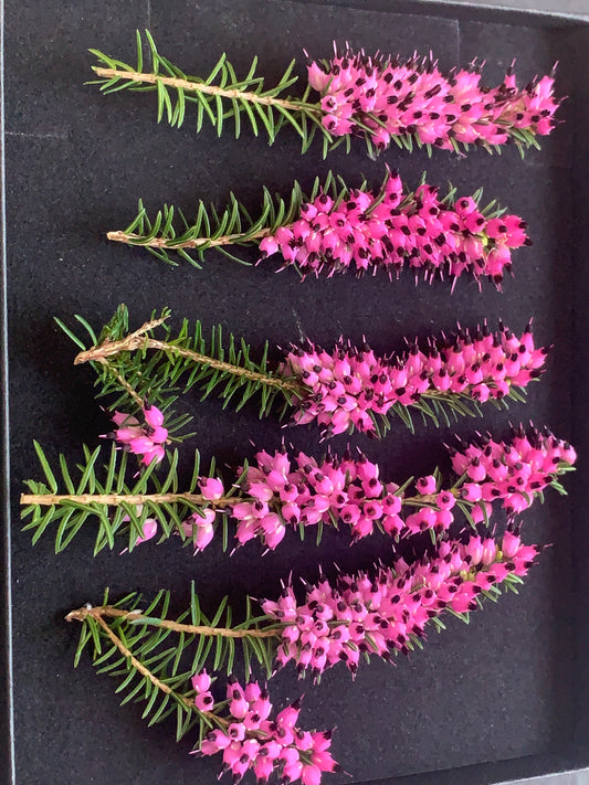 Heather - 5 Sprigs Real Dried Heather